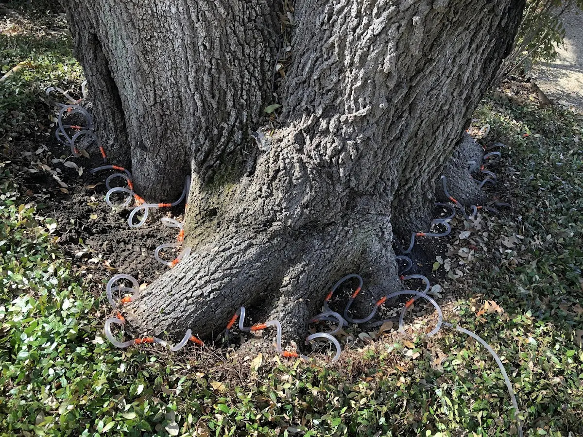 Detailed Tree Cabling and Bracing job site in Mokelumne Hill
