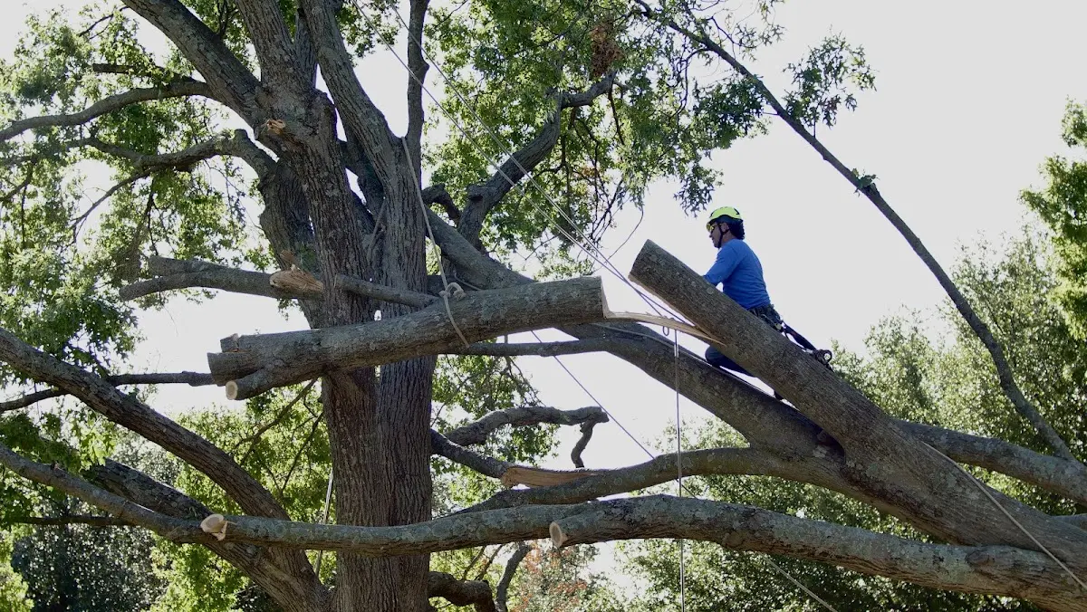Professional Crown Thinning performed by certified arborists in Mokelumne Hill